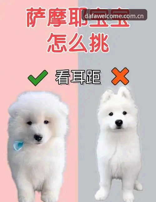新手必看！大发彩票平台iOS版使用心得——资深玩家教你轻松搞定入口与注册